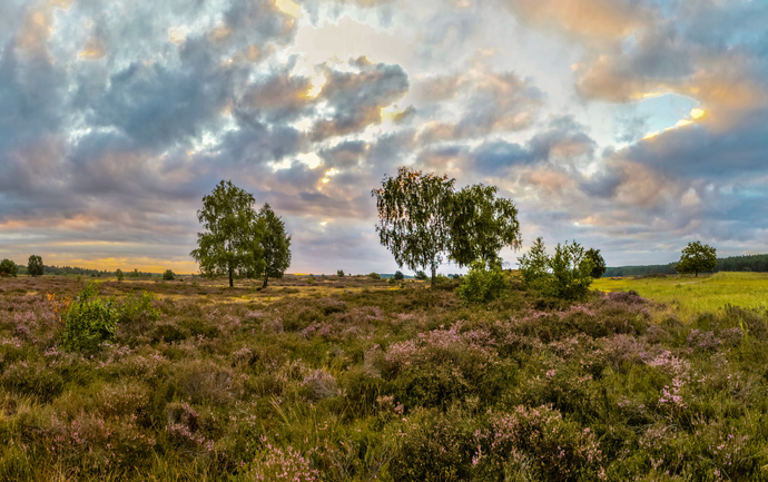 l-btheener-heide-mit-birken.jpg